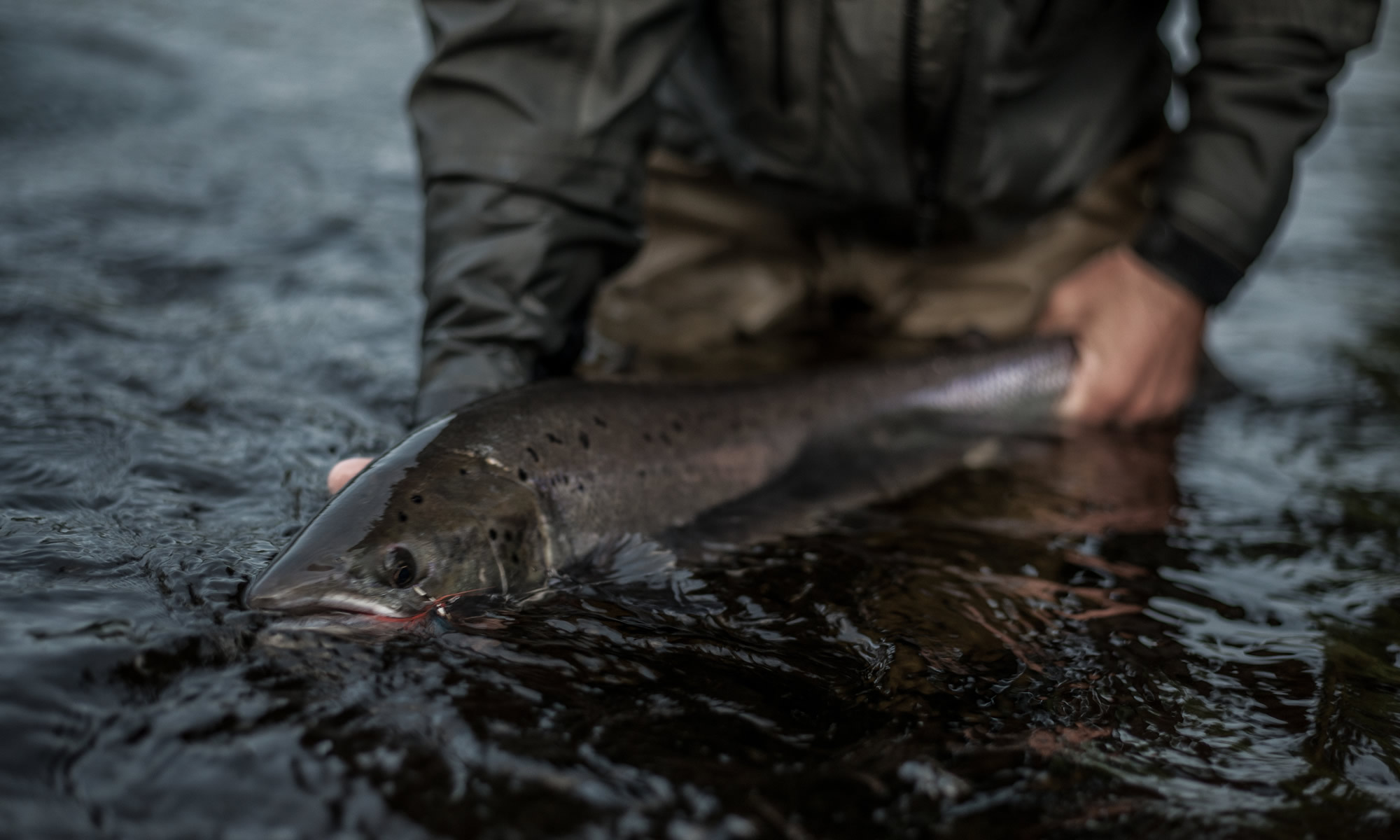 Guided Brown Trout Fishing Highlands Scotland